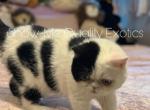 Felix - Exotic Kitten For Sale - MO&comma; US