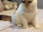 Frannie - Exotic Kitten For Sale - MO&comma; US