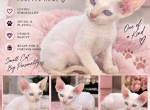 Octavia - Sphynx Kitten For Adoption - Phila&comma; PA&comma; US