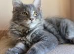 Varia - Maine Coon Kitten For Sale - 