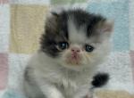 Nelly - Persian Kitten For Sale - Myakka City&comma; FL&comma; US