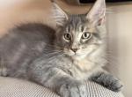 Magnate - Maine Coon Kitten For Sale - Denver&comma; CO&comma; US