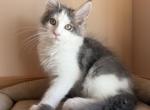 Loki - Maine Coon Kitten For Sale - 