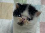 Rocky - Persian Kitten For Sale - Myakka City&comma; FL&comma; US
