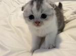 Schwartz - Scottish Fold Kitten For Sale - Greenville&comma; TX&comma; US
