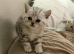 Sandoval - Scottish Straight Kitten For Sale - Greenville&comma; TX&comma; US
