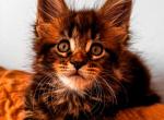 Maine coon Male - Maine Coon Kitten For Sale - Staten Island&comma; NY&comma; US