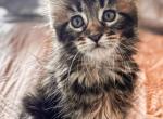 Maine Coon Female - Maine Coon Kitten For Sale - Staten Island&comma; NY&comma; US