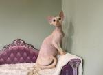 Lillian - Devon Rex Kitten For Sale - Homer&comma; IL&comma; US