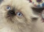 Persian Himalayan Beauties - Persian Kitten For Sale - 