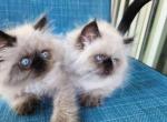 Himalayan Beauties - Himalayan Kitten For Sale - San Fernando&comma; CA&comma; US