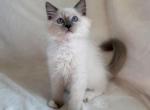 TICA Blue Mitted Boy Creek - Ragdoll Kitten For Sale - IL&comma; US
