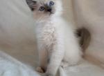 TICA Blue Mitted Boy Creek - Ragdoll Kitten For Sale - 