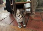 Gotham - Maine Coon Kitten For Sale - Niagara Falls&comma; NY&comma; US