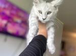 Ivy - Maine Coon Kitten For Sale - Greendale&comma; WI&comma; US