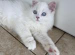 Red point LH BOY - Scottish Straight Kitten For Sale - 