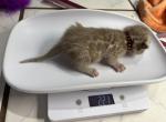 Gold collar - Bengal Kitten For Sale - Tallahassee&comma; FL&comma; US