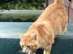 Tommy - Domestic Cat For Adoption - Wildwood&comma; GA&comma; US