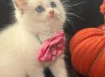 Purebred Ragdoll kittens - Ragdoll Kitten For Sale - 