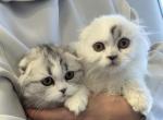 Black silver harlequin Fold boy - Scottish Fold Kitten For Sale - Sun City Center&comma; FL&comma; US