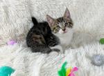 Titan Persian mix Kitten - Persian Kitten For Sale - 