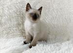 Teddy Persian Kitten - Persian Kitten For Sale - 