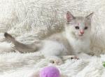 Dolly Beautiful Persian Female - Persian Kitten For Sale - 