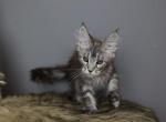 Freya - Maine Coon Kitten For Sale - 