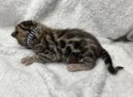 Gray collar - Bengal Kitten For Sale - Tallahassee&comma; FL&comma; US