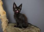 Hela - Maine Coon Kitten For Sale - 