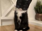 Beautiful kittens - Domestic Kitten For Sale - 
