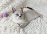 Stuart Gorgeous Persian Male - Persian Kitten For Sale - 