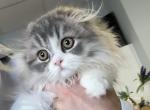 Blue bicolor Highland Fold girl - Scottish Fold Kitten For Sale - Sun City Center&comma; FL&comma; US