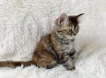 Lucy Female Persian Kitten - Persian Kitten For Sale - Rialto&comma; CA&comma; US