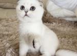 Silver point chinchilla boy - Scottish Fold Kitten For Sale - Sun City Center&comma; FL&comma; US