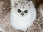 Black silver chinchilla boy - Scottish Straight Kitten For Sale - 