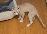 Tigger - Devon Rex Cat For Sale - Lynchburg&comma; VA&comma; US