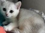 Skat - Scottish Straight Kitten For Sale - 