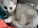 Skat - Scottish Straight Kitten For Sale - 