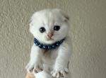 Silver point chinchilla Fold baby boy - Scottish Fold Kitten For Sale - Sun City Center&comma; FL&comma; US