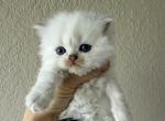Silver chinchilla Highland girl - Scottish Straight Kitten For Sale - Sun City Center&comma; FL&comma; US