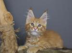 Simba - Maine Coon Kitten For Sale - 