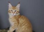 Leo - Maine Coon Kitten For Sale - 
