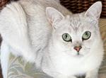 Evin - Burmilla Cat For Adoption - Greer&comma; SC&comma; US