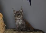 Loki - Maine Coon Kitten For Sale - NY&comma; US