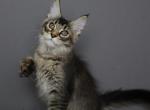 Chester - Maine Coon Kitten For Sale - NY&comma; US