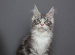 Aslan - Maine Coon Kitten For Sale - NY&comma; US