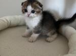 Lia Scottish Fold kitten - Scottish Fold Kitten For Sale - Tacoma&comma; WA&comma; US