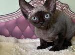 River - Devon Rex Kitten For Sale - Homer&comma; IL&comma; US