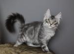 Hunter - Maine Coon Kitten For Sale - NY&comma; US